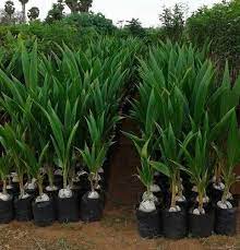 Green Short Dwarf Variety Coconut Farming 2