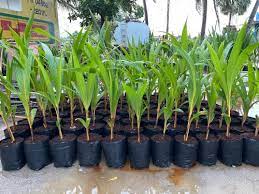 Green Short Dwarf Variety Coconut Farming 3