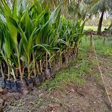 Green Short Dwarf Variety Coconut Farming 4