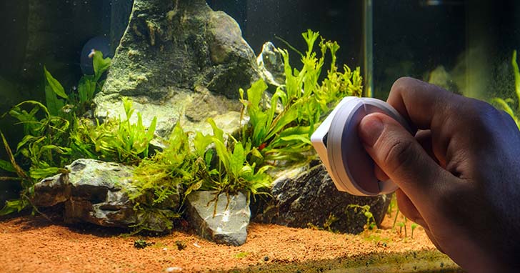 How to prevent algae growth in aquariums in Bangladesh